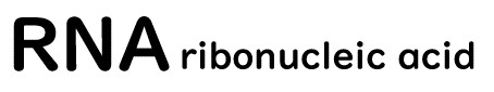 RNAという単語の右側に、1つスペースがあり、その後ろにribonucleic acidと書かれています。